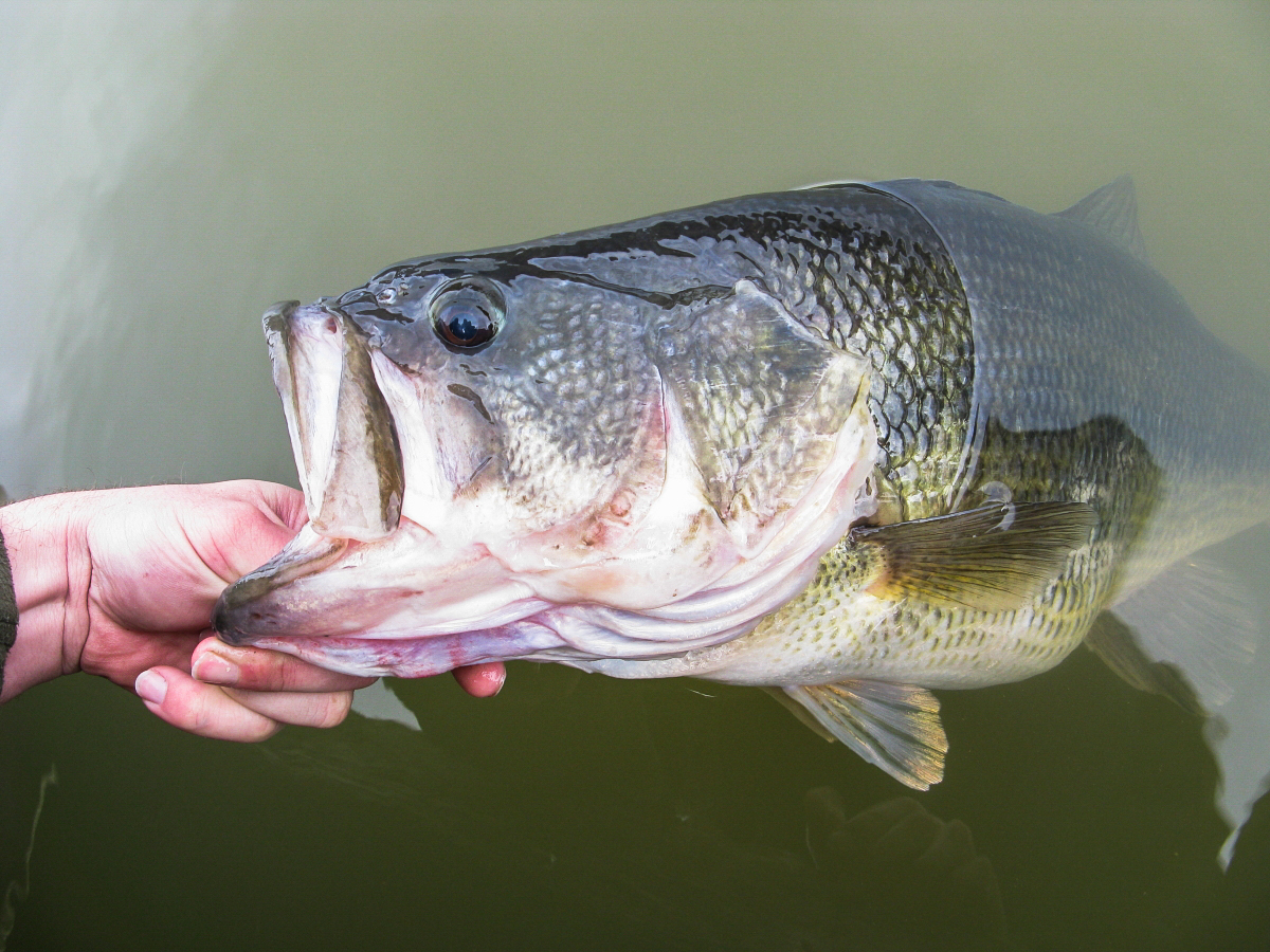 Fall bass outlet fishing